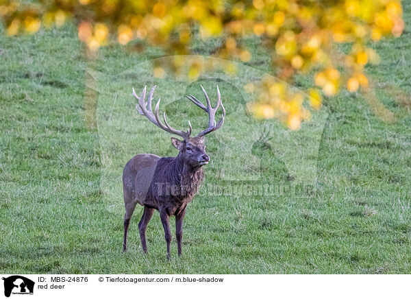 red deer / MBS-24876