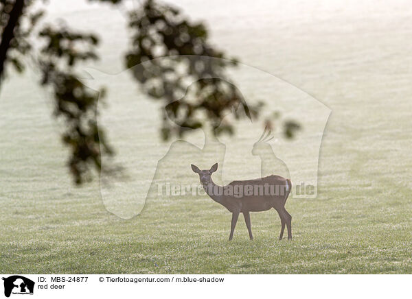 red deer / MBS-24877