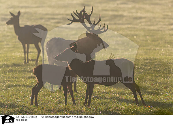 Rotwild / red deer / MBS-24885