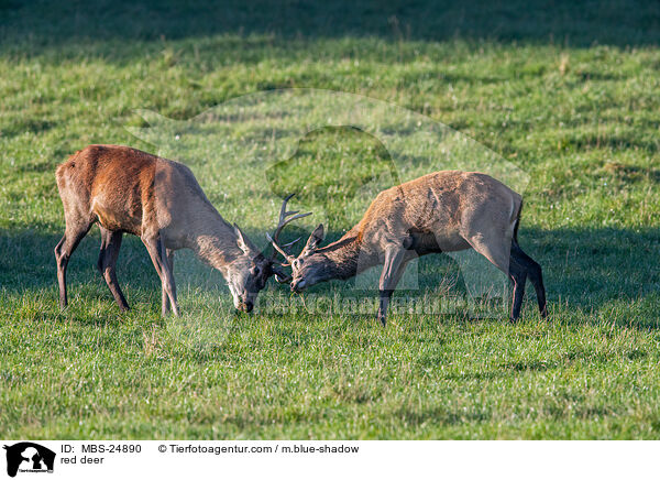 red deer / MBS-24890
