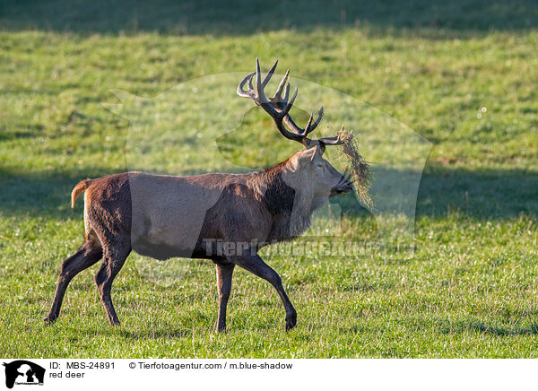 red deer / MBS-24891