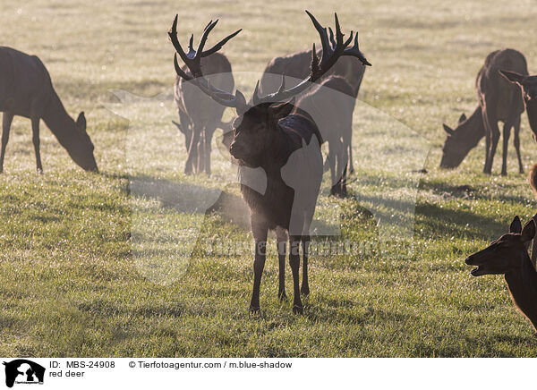 Rotwild / red deer / MBS-24908