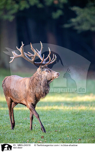 Rotwild / red deer / MBS-24916