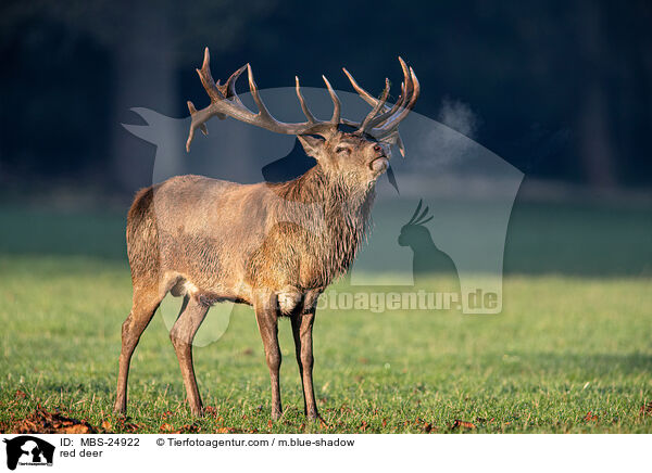 Rotwild / red deer / MBS-24922