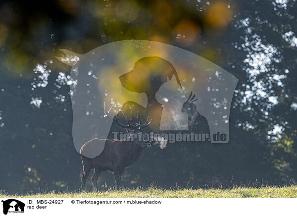 Rotwild / red deer / MBS-24927