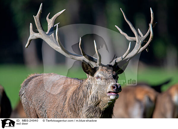 Rotwild / red deer / MBS-24940
