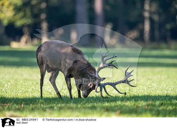 Rotwild / red deer / MBS-24941