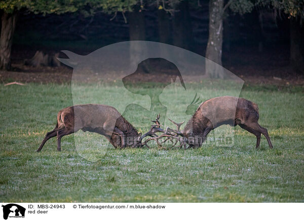 Rotwild / red deer / MBS-24943