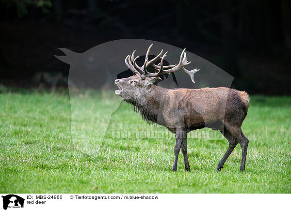 Rotwild / red deer / MBS-24960