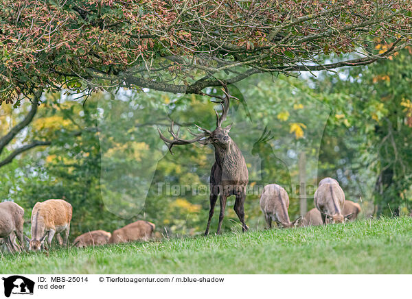 red deer / MBS-25014
