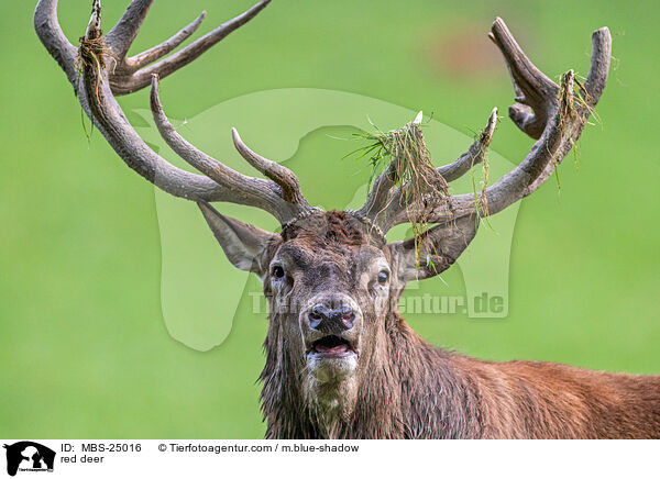 Rotwild / red deer / MBS-25016