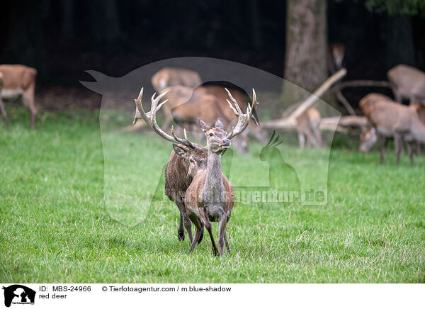 Rotwild / red deer / MBS-24966