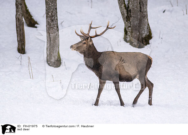 Rotwild / red deer / FH-01975