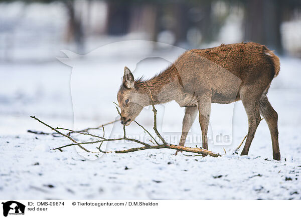 Rotwild / red deer / DMS-09674