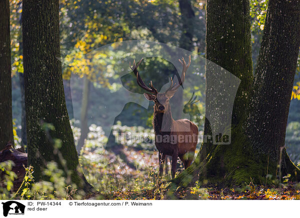 Rotwild / red deer / PW-14344