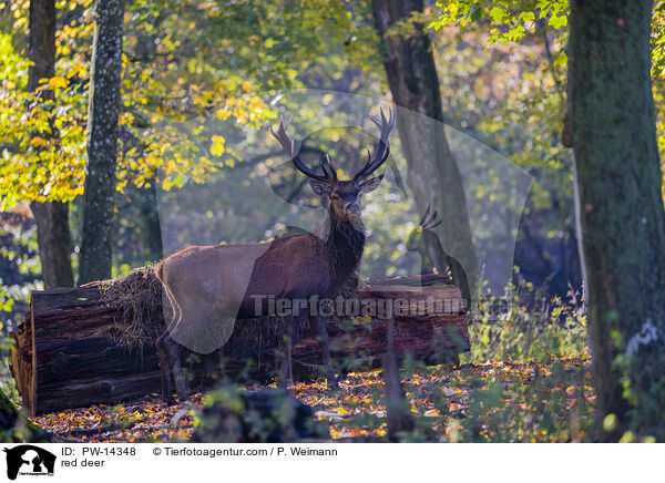 Rotwild / red deer / PW-14348