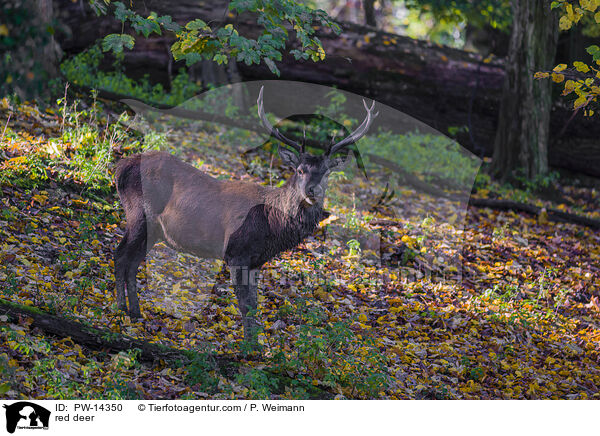 red deer / PW-14350