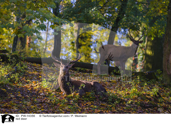 Rotwild / red deer / PW-14356