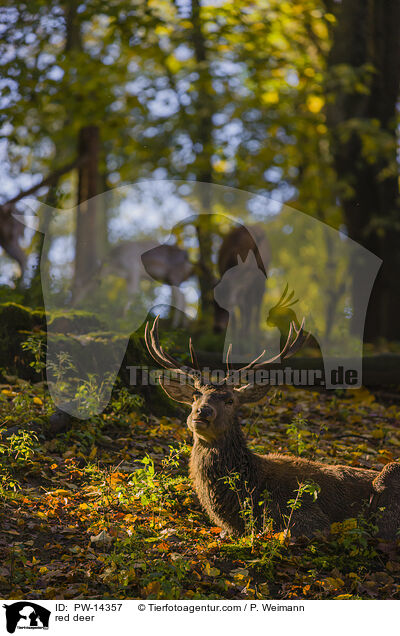 red deer / PW-14357