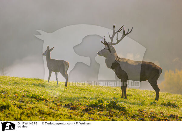red deer / PW-14379