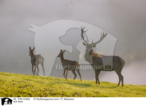 red deer / PW-14382