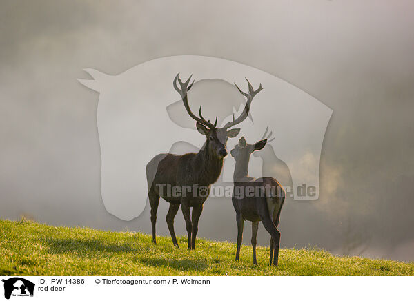 red deer / PW-14386
