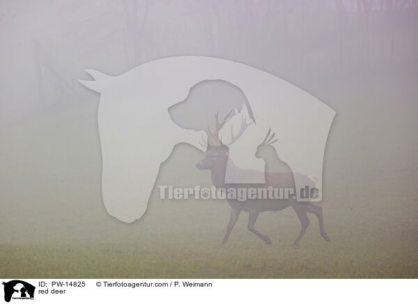 red deer / PW-14825