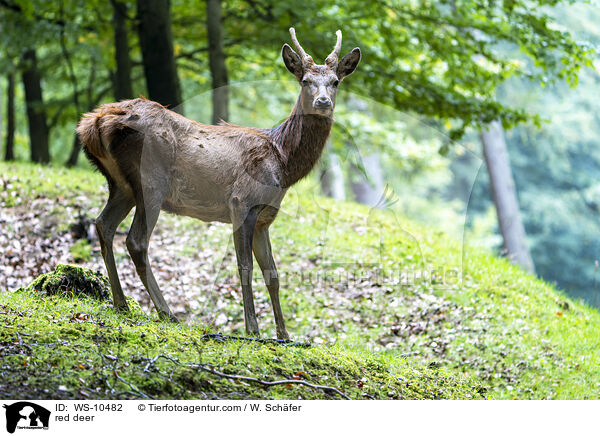 red deer / WS-10482