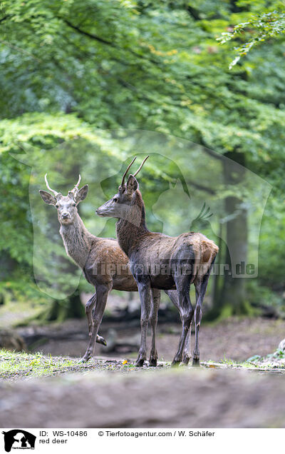red deer / WS-10486