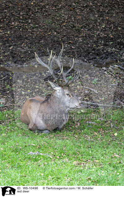 Rotwild / red deer / WS-10496