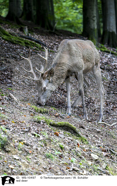 Rotwild / red deer / WS-10497