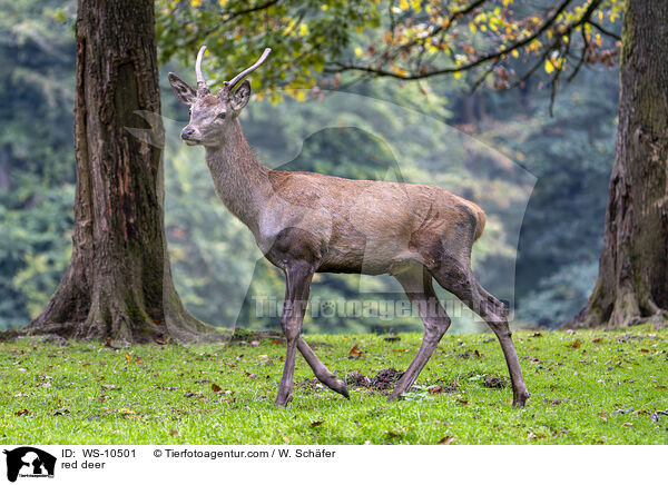 Rotwild / red deer / WS-10501