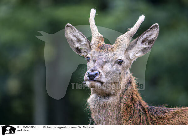 Rotwild / red deer / WS-10505