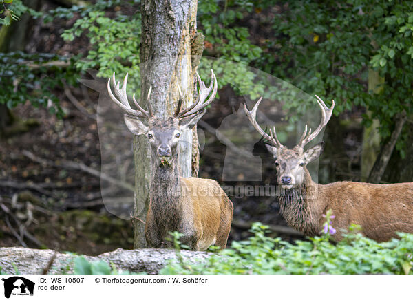 Rotwild / red deer / WS-10507