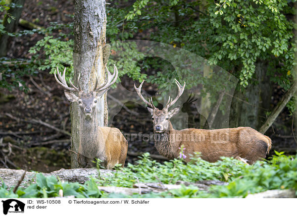 red deer / WS-10508