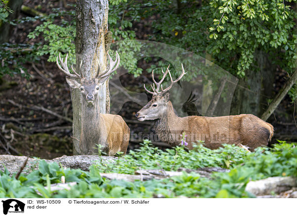 Rotwild / red deer / WS-10509