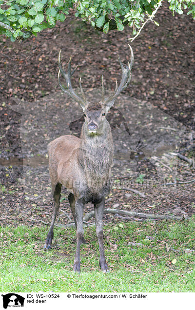 Rotwild / red deer / WS-10524