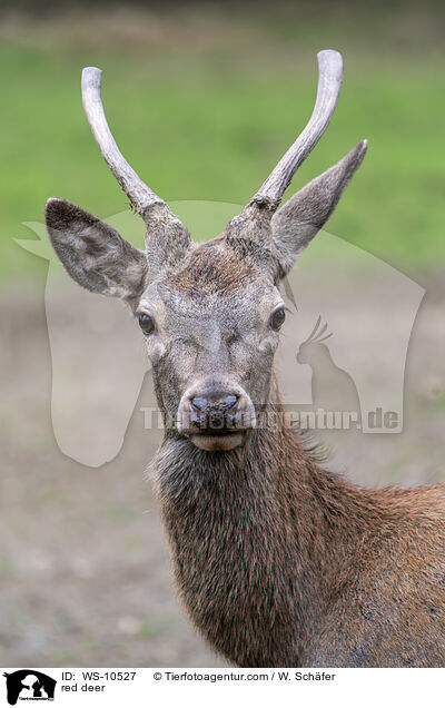 Rotwild / red deer / WS-10527