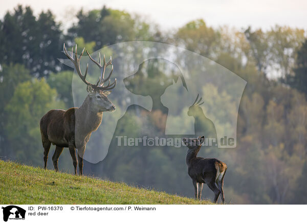 red deer / PW-16370