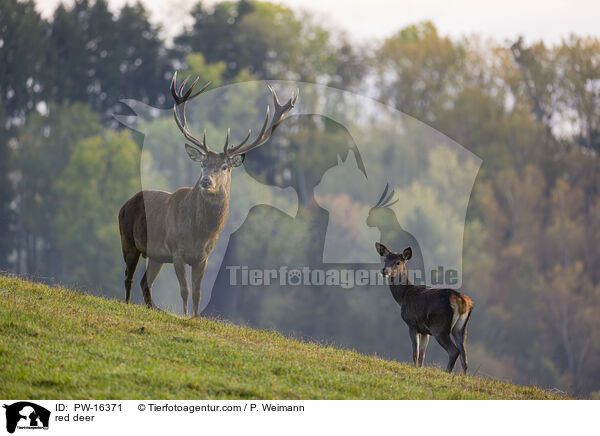 red deer / PW-16371
