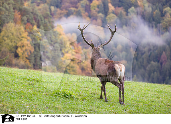 Rotwild / red deer / PW-16423