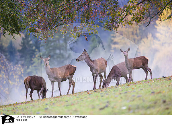 Rotwild / red deer / PW-16427