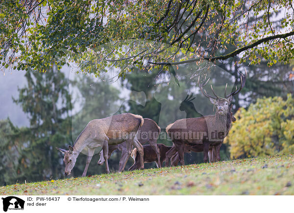 Rotwild / red deer / PW-16437
