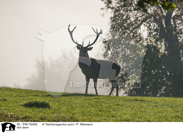 red deer / PW-16460