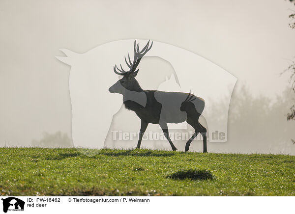 red deer / PW-16462
