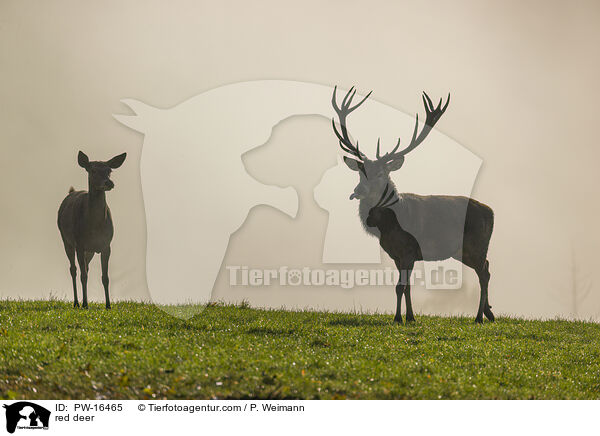 red deer / PW-16465