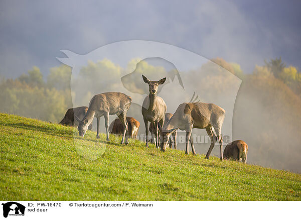 red deer / PW-16470