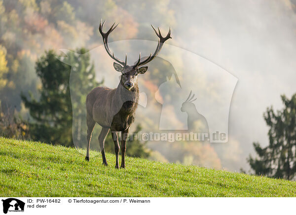red deer / PW-16482
