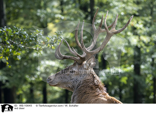 red deer / WS-10645