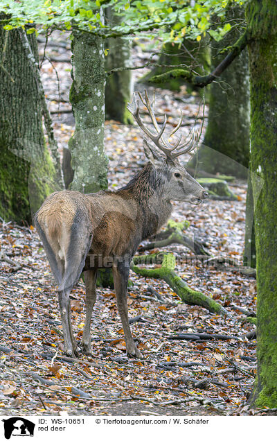 Rotwild / red deer / WS-10651